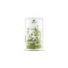 NATURE'S FINEST LUTSERNI EHK ALFALFA PULBER, 250G / TOIDULISAND